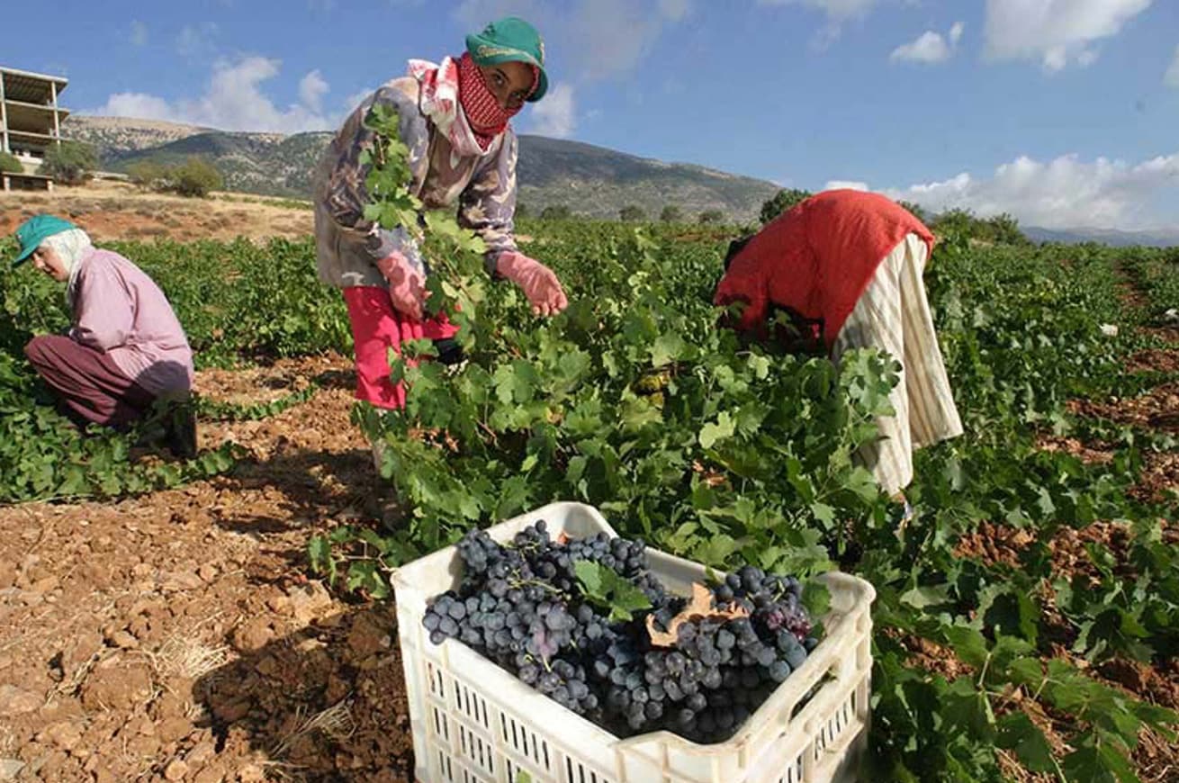 Harvesting at Cap Est.